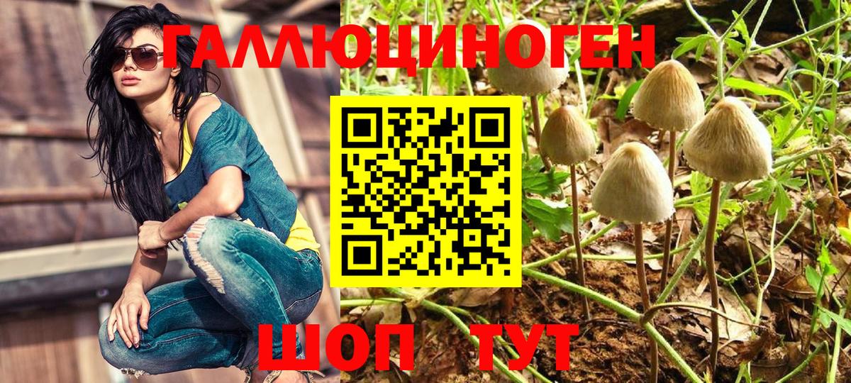 Псилоцибиновые грибы Psilocybe Каменск-Шахтинский